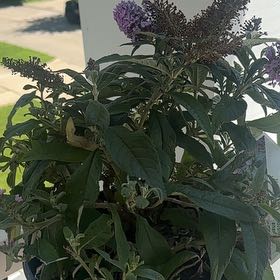 Photo of the plant species Orange Eye by @SinewyTanekaha named McKinley on Greg, the plant care app