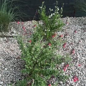Photo of the plant species Autumn Sage by @SirPlain57 named Bruce Lee on Greg, the plant care app