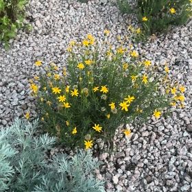 Photo of the plant species Hartweg's Pricklyleaf by @SirPlain57 named Beckham on Greg, the plant care app
