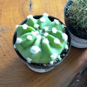Photo of the plant species Peyote by @ElderFanmoss64 named Spike Leaves on Greg, the plant care app