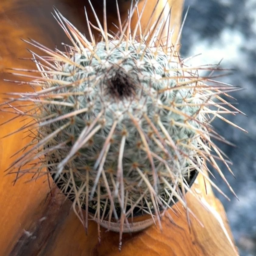 Photo of the plant species Owl's Eye Cactus by @ElderFanmoss64 named Surya on Greg, the plant care app