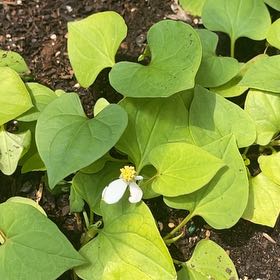 Photo of the plant species Fishwort by @VipDuranta86 named Aria on Greg, the plant care app