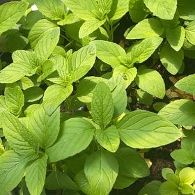 Photo of the plant species Mint by @VipDuranta86 named Sanders on Greg, the plant care app