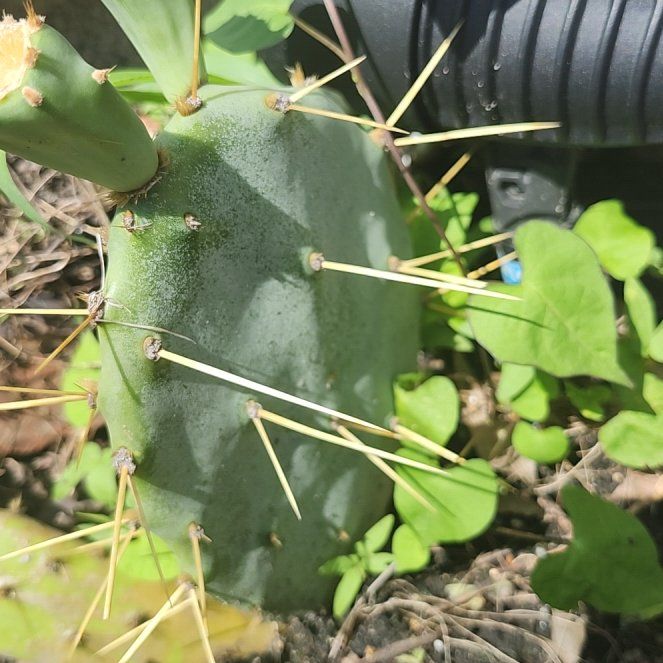 Photo of the plant species Erect Prickly Pear by @YernMoss46 named Gomez on Greg, the plant care app