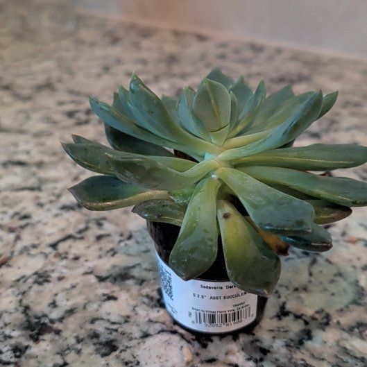 Photo of the plant species Sedeveria 'Dark Elf' by @PoliteOmnom49 named Licht on Greg, the plant care app