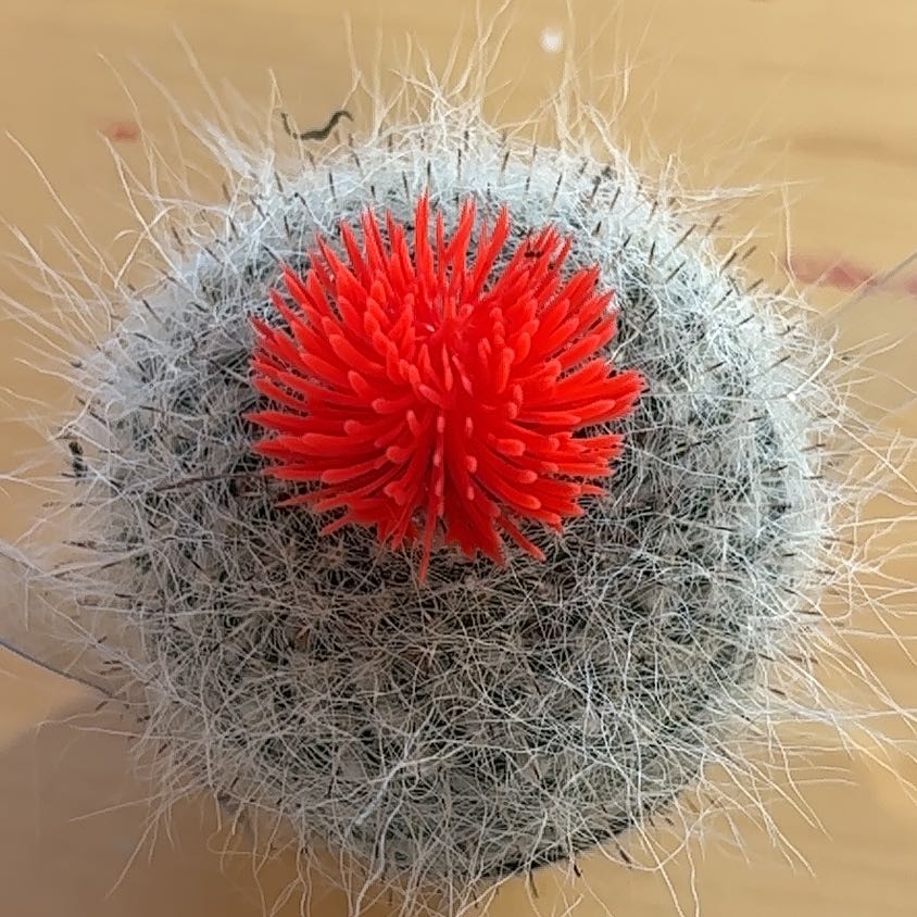 Photo of the plant species Assorted Cactus by @ZarfPaleflax20 named Dolores on Greg, the plant care app