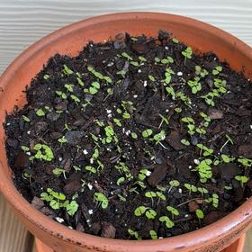 Photo of the plant species Krishna Tulasi by @NovelPrasium77 named Morgan Treeman on Greg, the plant care app
