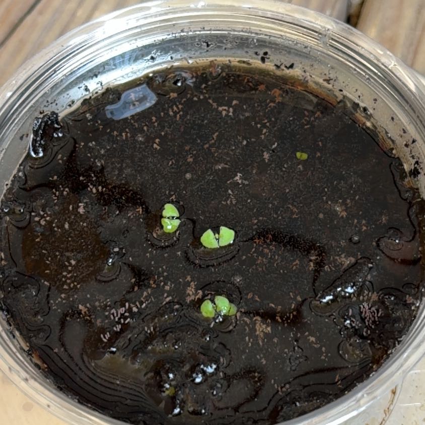 Photo of the plant species Holy Basil (Tulsi) by @NovelPrasium77 named Khaleesi on Greg, the plant care app