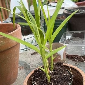 Photo of the plant species Arundina Graminifolia by @MemorableIvy named Gregarious on Greg, the plant care app