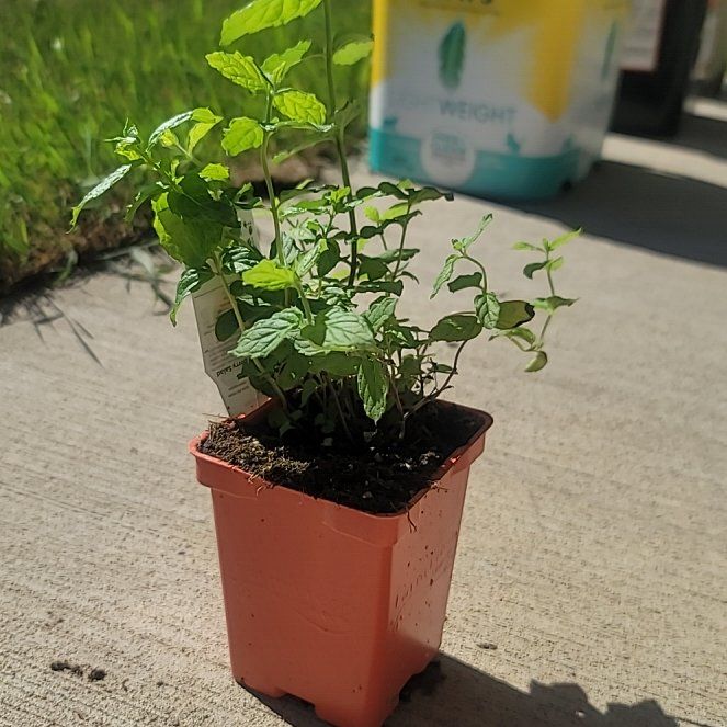 Photo of the plant species Peppermint by @ZappyWildrice36 named Apollo on Greg, the plant care app