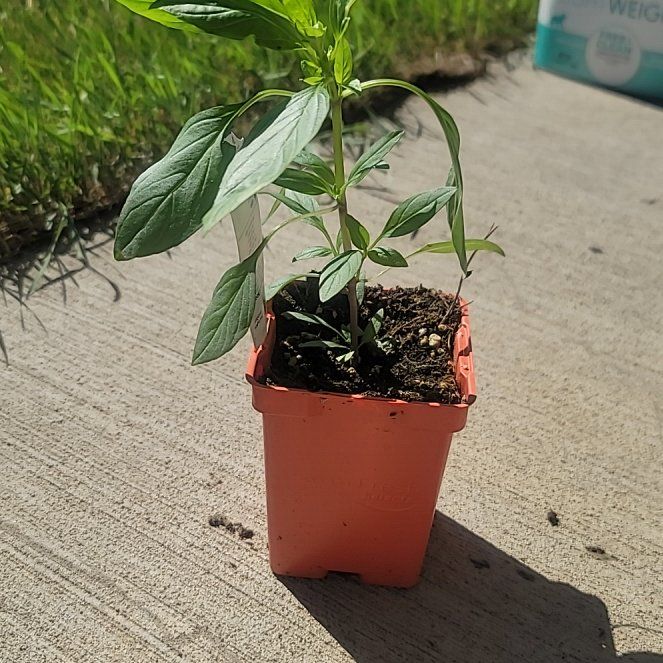 Photo of the plant species Thai Basil by @ZappyWildrice36 named Mochi on Greg, the plant care app