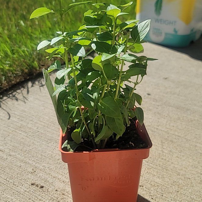 Photo of the plant species Basil by @ZappyWildrice36 named Surya on Greg, the plant care app