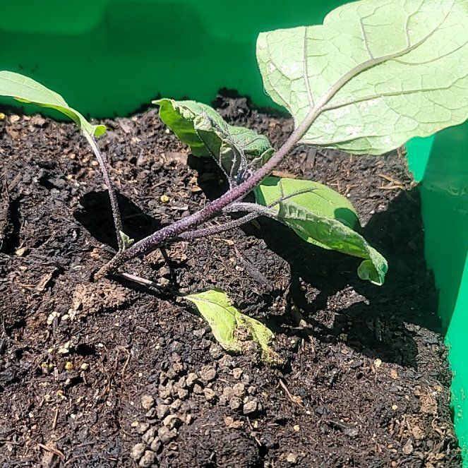 Photo of the plant species Eggplant by @ZappyWildrice36 named Eva on Greg, the plant care app