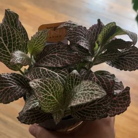 Photo of the plant species Juanita Nerve Plant by @SI08 named Gobi on Greg, the plant care app