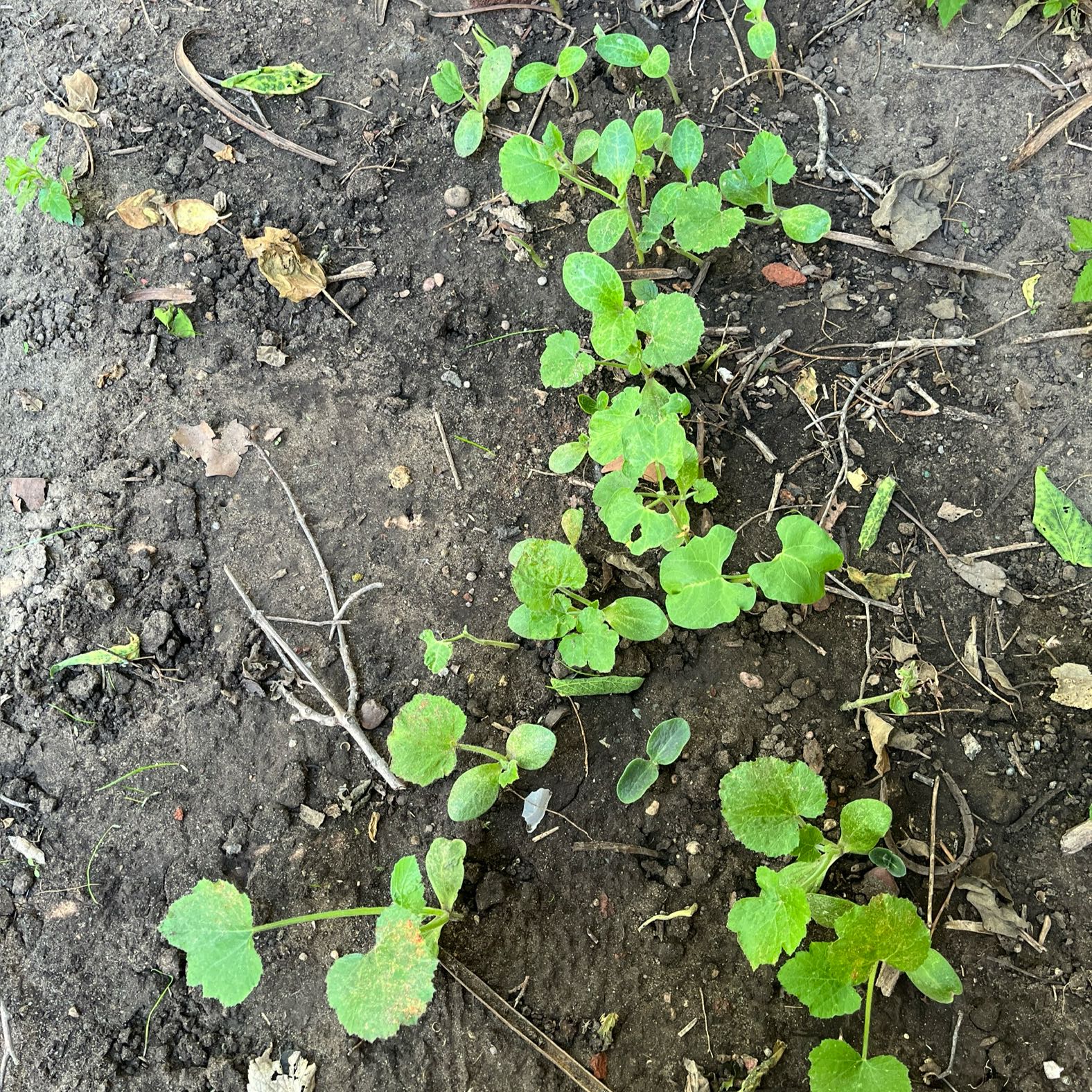 Photo of the plant species Summer Squash by @SI08 named Walt on Greg, the plant care app