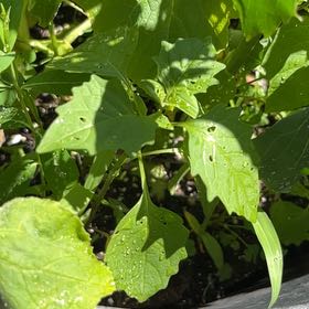 Photo of the plant species Black Nightshade by @AvidAngelrope84 named Foxxy on Greg, the plant care app