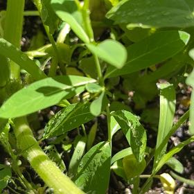 Photo of the plant species Alligatorweed by @AvidAngelrope84 named Dolores on Greg, the plant care app