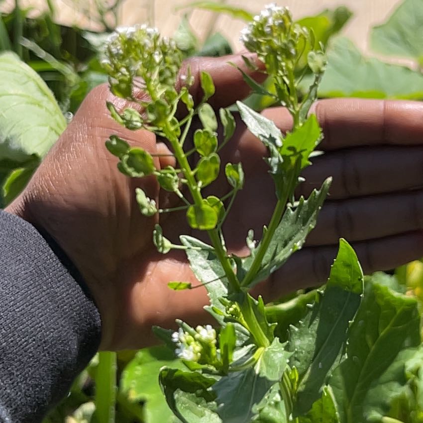 Photo of the plant species Field Pennycress by @AvidAngelrope84 named Anne on Greg, the plant care app