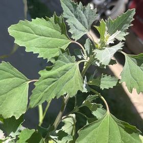 Photo of the plant species Melde by @AvidAngelrope84 named Luna on Greg, the plant care app