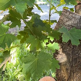 Photo of the plant species Norway Maple by @AvidAngelrope84 named Apollo on Greg, the plant care app
