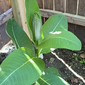 Photo of the plant species Asclepias Syriaca by @AvidAngelrope84 named Demi on Greg, the plant care app