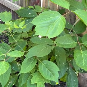 Photo of the plant species Manitoba Maple by @AvidAngelrope84 named Kesha on Greg, the plant care app