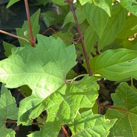 Photo of the plant species Frost Grape by @AvidAngelrope84 named Taylor Swift on Greg, the plant care app