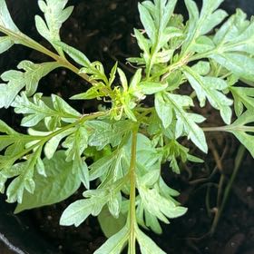 Photo of the plant species Sulphur Cosmos by @AvidAngelrope84 named Robert Plant on Greg, the plant care app