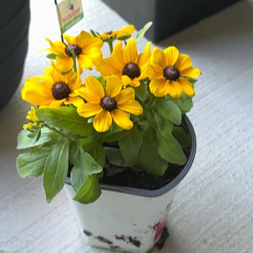 Photo of the plant species Gloriosa Daisy by @RegalTozzia61 named Stitch on Greg, the plant care app
