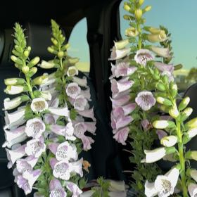 Photo of the plant species Purple Foxglove by @LordlyLettuce67 named Elle on Greg, the plant care app