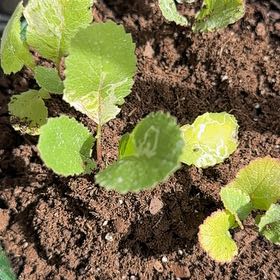 Photo of the plant species Cultivated Radish by @CuteAjwain38 named Drake on Greg, the plant care app