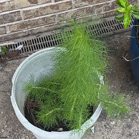 Photo of the plant species Dog Fennel by @SavantHoupara21 named Sir Plancelot on Greg, the plant care app