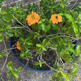 Photo of the plant species Blackeyed Susan Vine by @SavantHoupara21 named Gaga on Greg, the plant care app