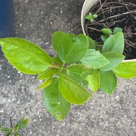 Photo of the plant species Black Swallow-Wort by @SavantHoupara21 named Sproutacus on Greg, the plant care app