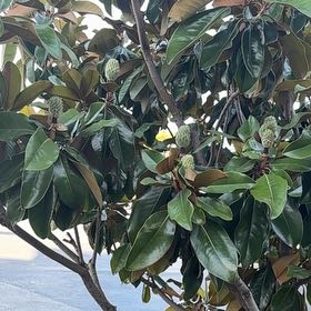 Photo of the plant species Southern Magnolia by @NursePlanty4 named Bruce Lee on Greg, the plant care app