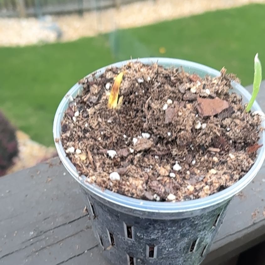Photo of the plant species Blue Flag by @NeatViolet41 named Queen on Greg, the plant care app