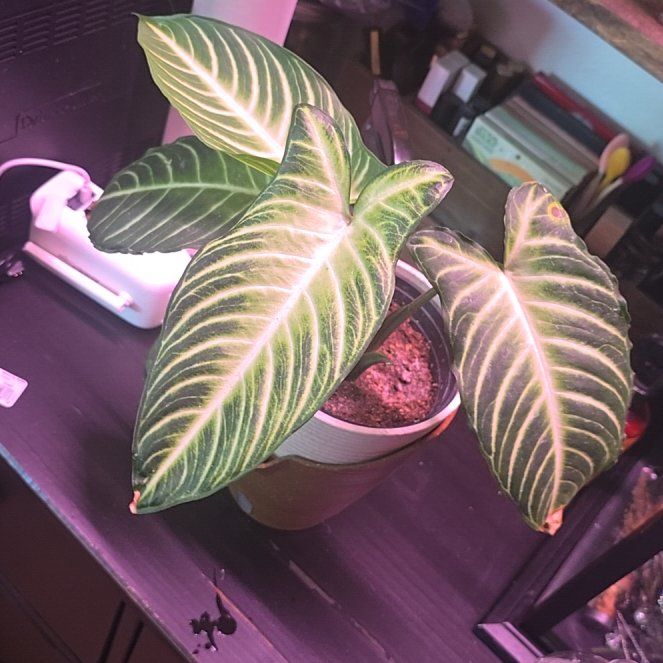 Photo of the plant species Xanthosoma Angel wings by @ZealGrass69 named Lavender on Greg, the plant care app
