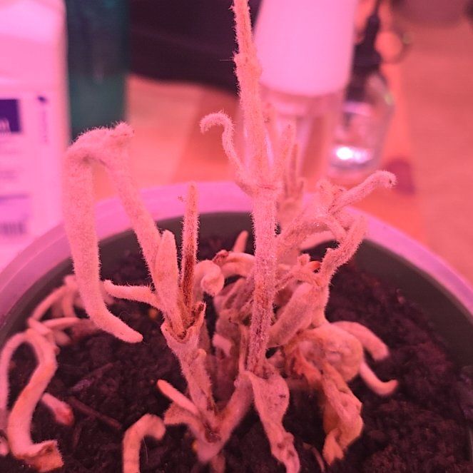 Photo of the plant species Woolly Senecio by @ZealGrass69 named Sonora on Greg, the plant care app