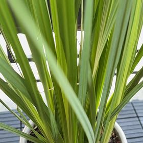 Photo of the plant species African Lily by @AceGlueseed81 named Forrest on Greg, the plant care app