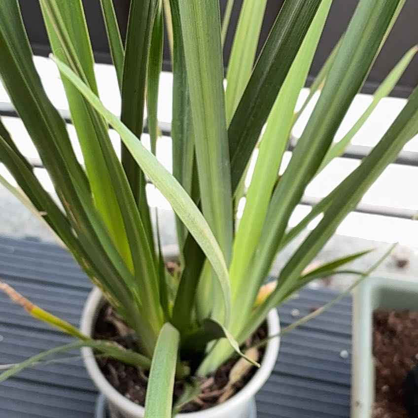 Photo of the plant species Iris by @AceGlueseed81 named Bruce Lee on Greg, the plant care app