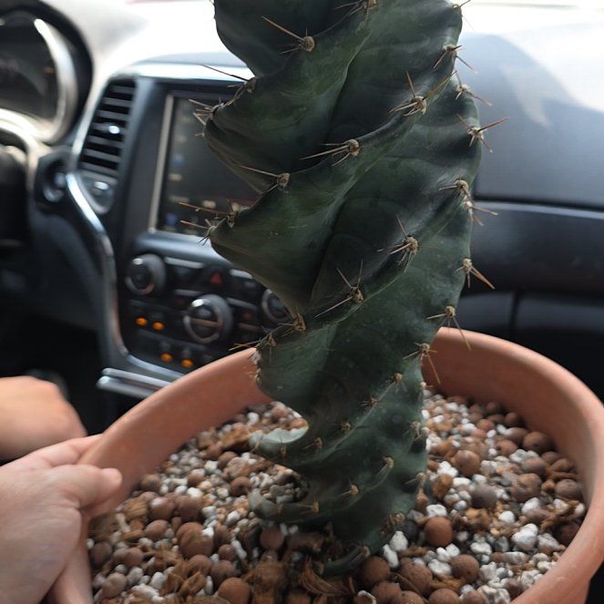 Photo of the plant species Cereus forbesii 'Giromagi' by @EagerAntplant82 named Winston on Greg, the plant care app