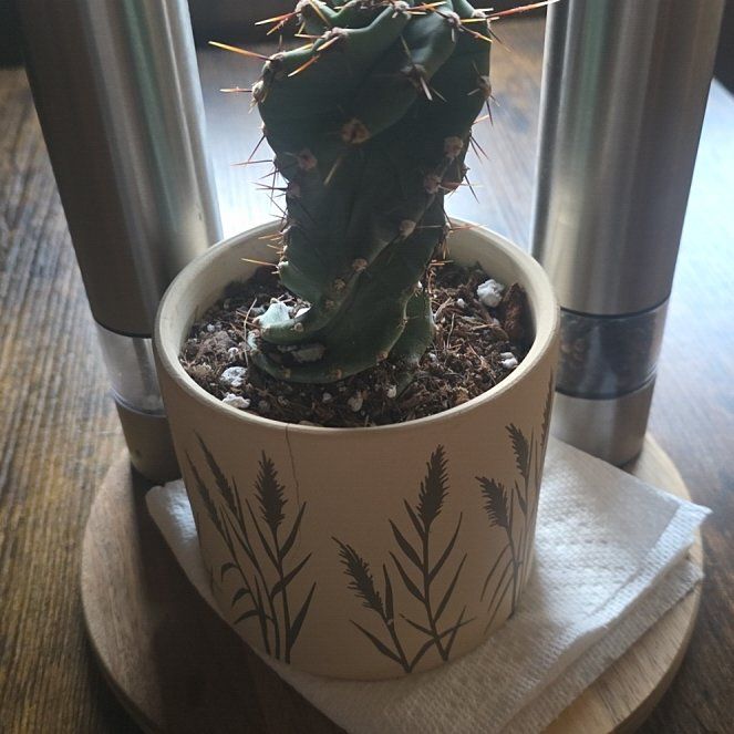 Photo of the plant species Cereus forbesii 'Giromagi' by @EagerAntplant82 named Aristotle on Greg, the plant care app