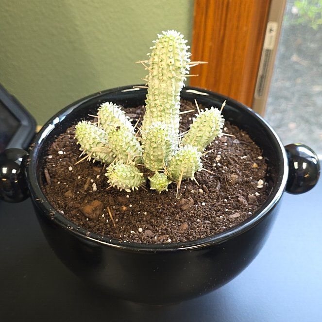 Photo of the plant species Variegated Corncob Cactus by @EagerAntplant82 named Sir Plancelot on Greg, the plant care app