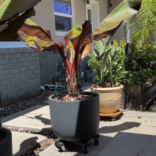 Photo of the plant species Ethiopian Banana by @ChiefTauhinu21 named Shakira on Greg, the plant care app