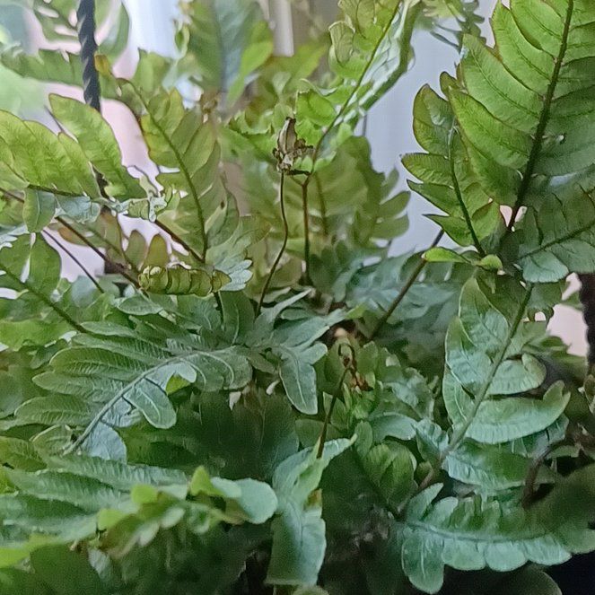 Photo of the plant species Bronze Venus Maidenhair Fern by @RuggedAloepepe5 named Pax on Greg, the plant care app