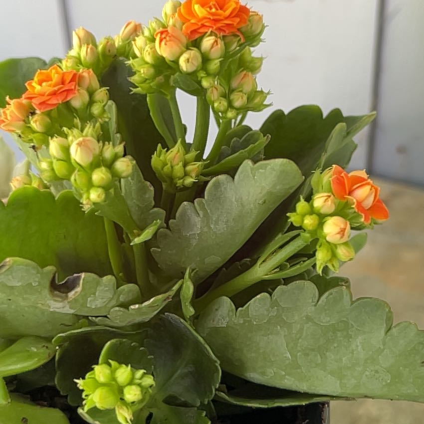 Photo of the plant species Calandiva Orange Florist Kolanchoe by @CrispOrchids36 named Flamethrower on Greg, the plant care app