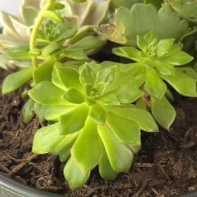 Photo of the plant species Sedeveria 'Letizia' by @CrispOrchids36 named 3 Musketeers on Greg, the plant care app
