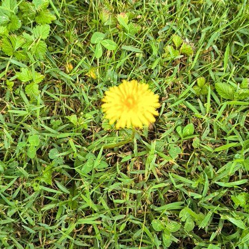 Photo of the plant species Blowball by @BraveSedumogon named Coco on Greg, the plant care app