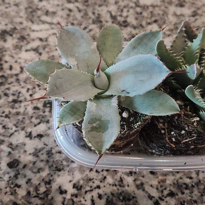 Photo of the plant species Butterfly Agave by @RadAnise46 named Gobi on Greg, the plant care app