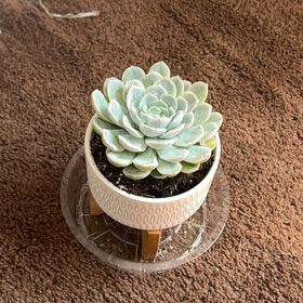 Photo of the plant species Echeveria by @xox._nat named kobe on Greg, the plant care app